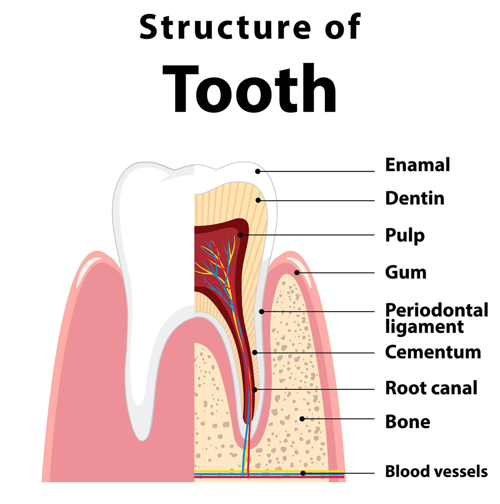 Best dentist for root canal therapy Scarborough